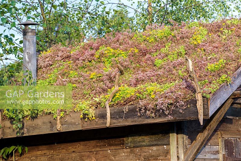 Living roof with Sedum on Scandinavian sauna, 'Viking Cruises Nordic Lifestyle Garden' RHS Hampton Flower Show 2018.