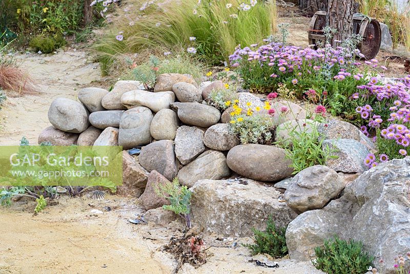 Erigeron in rocks and stones. 'Rias de Galicia: A Garden at the End of the Earth', RHS Hampton Flower Show, 2018