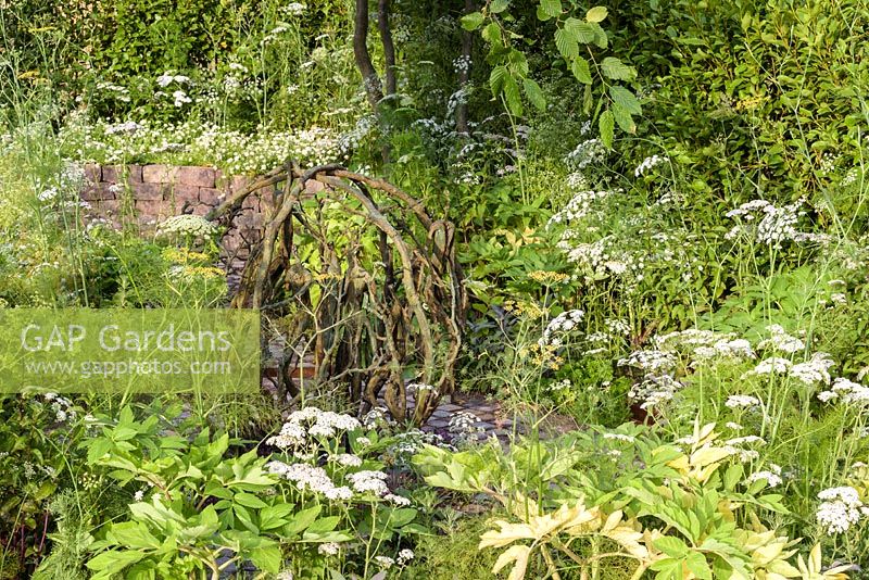 'Tumbleweed' bronze sculpture by Jill Berelowitz  with Amni visnaga and Amni majus.'Health and Wellbeing Garden' RHS Hampton Flower Show, 2018