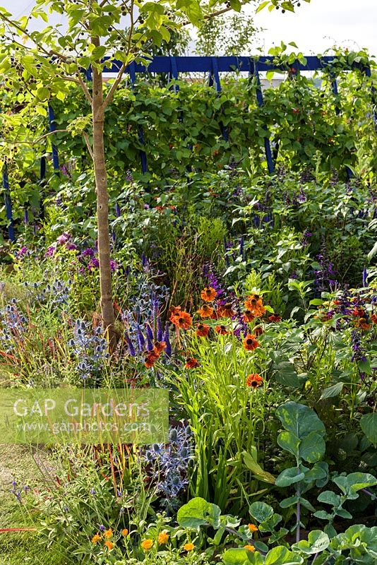 Paper mulberry with runner beans on supports - Foeniculum, Eryngium and Salvia. 'RHS Grow Your Own with The Raymond Blanc Gardening School', RHS Hampton Flower Show, 2018