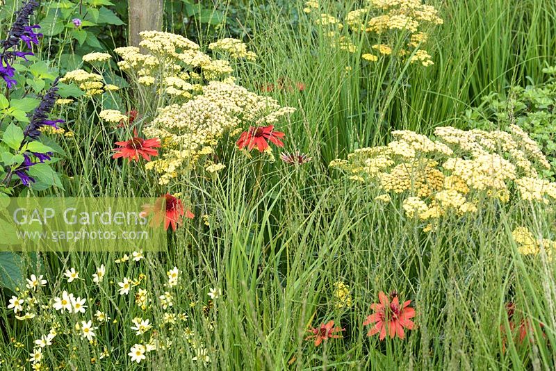 Achillea, Coreopsis, Echinacea and Salvia. 'Best of Both Worlds', RHS Hampton Flower Show, 2018 
