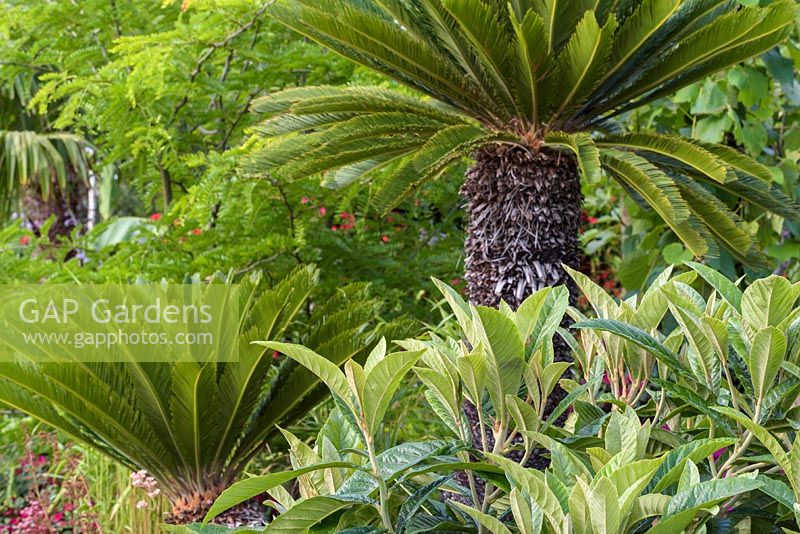 Cycas revoluta - sago palm. 'B and Q Bursting Busy Lizzie Garden' RHS Hampton Flower Show, 2018 
