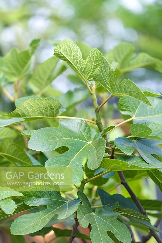 Ficus carica - Fig 