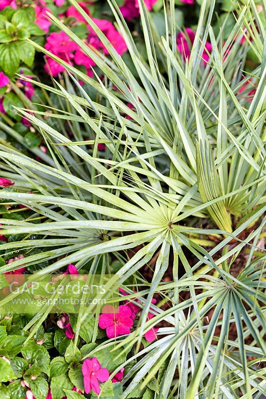 Chamaerops humilis - Dwarf fan palm. 'B and Q Bursting Busy Lizzie Garden' RHS Hampton Flower Show, 2018 