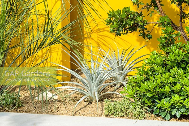 Puya harmsii, Butia palm and Pittosporum tobira with yellow wall. Santa Rita 'Living La Vida 120', RHS Hampton Flower Show, 2018