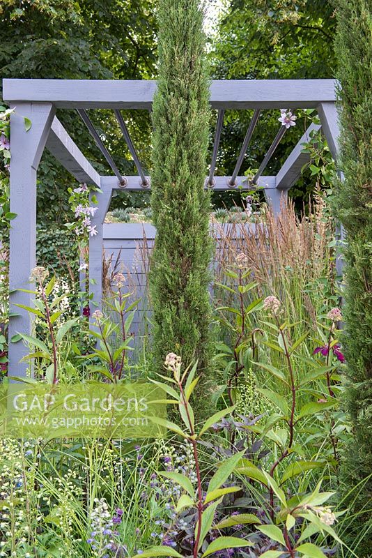 Cupressus sempervirens 'Pyramidalis' surrounded by Eupatorium - Secured by Design, RHS Hampton Court Palace Flower Show 2018