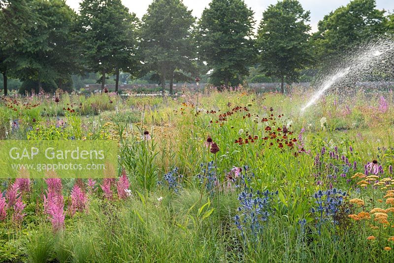 Watering the meadow created by Piet Oudolf at RHS Hampton Court Palace Flower Show 2018 - Iconic Horticultural Heroes