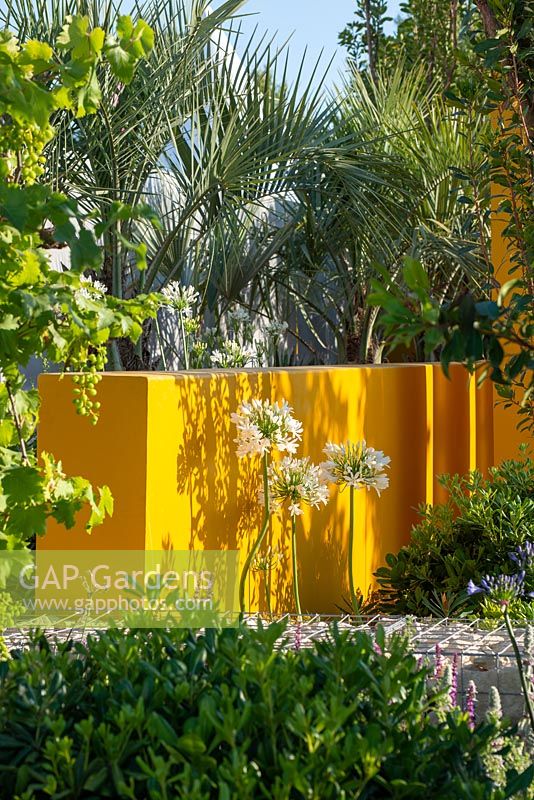 Agapanthus africanus 'White' against a bright yellow wall with overhanging Butia capitata - Santa Rita 'Living La Vida 120' Garden, RHS Hampton Court Palace Flower Show 2018