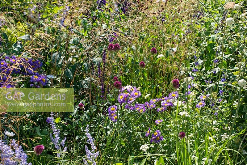 Mixed perennial border  - The South West Water Green Garden, RHS Hampton Court Palace Flower Show 2018
