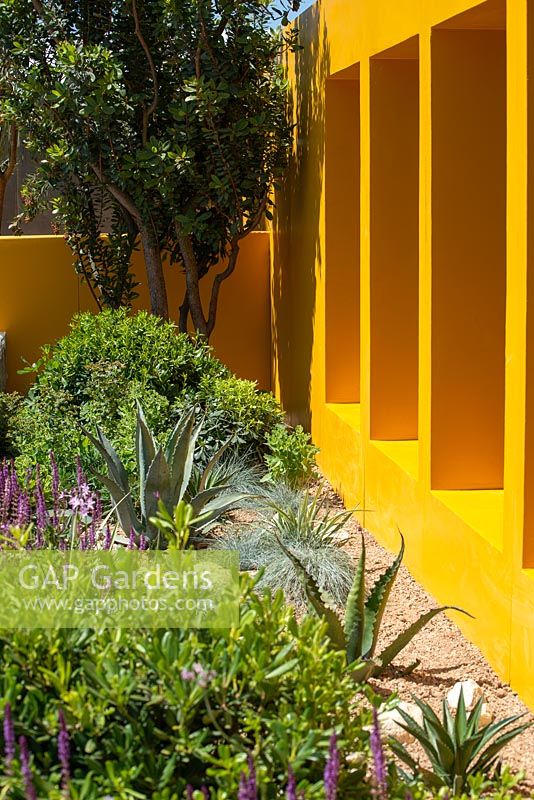 Dry planting  beside a bright yellow dividing wall and Arbutus unedo in background - Santa Rita 'Living La Vida 120' Garden, RHS Hampton Court Palace Flower Show 2018