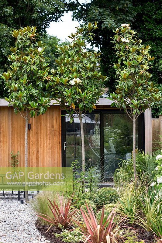 Garden room with gravel patio area with Magnolia grandiflora Contemporary garden in Dulwich 