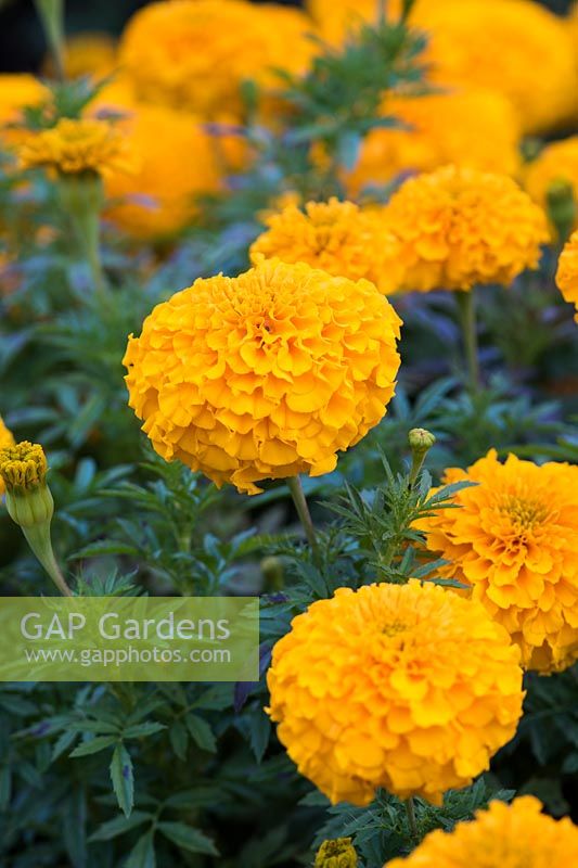 Tagetes erecta 'Perfection Gold' - African marigolds