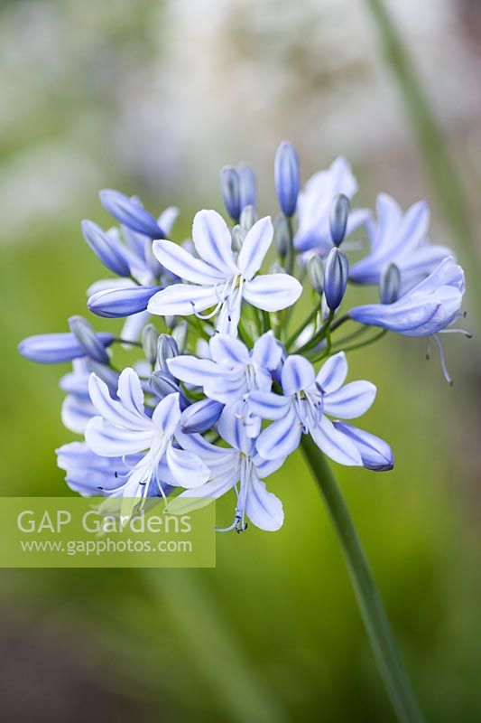 Agapanthus 'Summer Days' - African lily