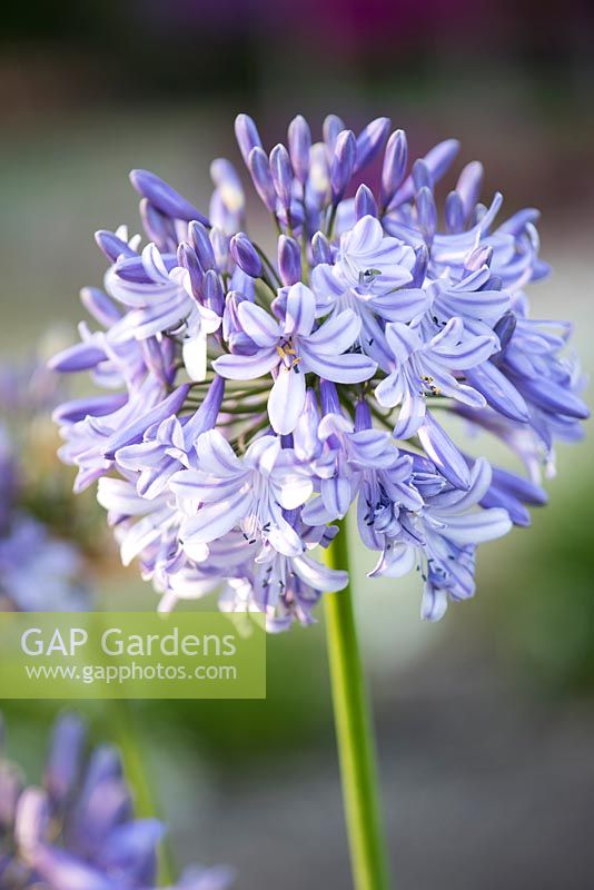 Agapanthus 'Maureen' - African lily