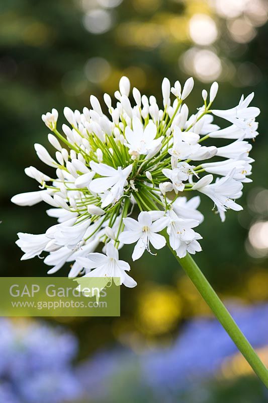 Agapanthus 'Peter Franklin' - African lily 