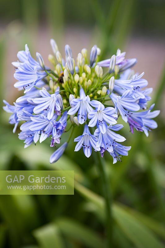 Agapanthus 'Hoyland blue' - African lily 