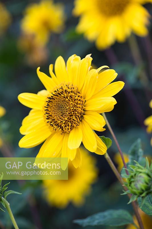 Helianthus 'Suncatcher pure gold' - Sunflower 