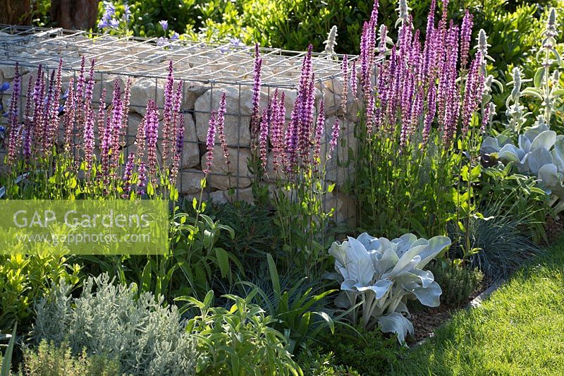 Salvia nemorosa planted by gabion wall - Santa Rita 'Living La Vida 120' Garden, Sponsored by Santa Rita Wines, RHS Hampton Court Flower Show, 2018.