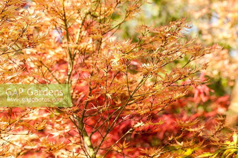 Acer palmatum 'Wilson Pink Dwarf' - Japanese maple 