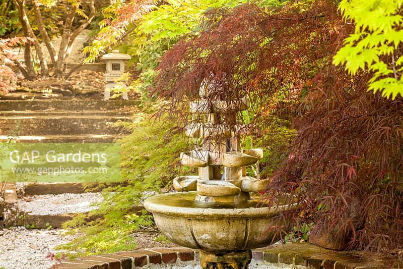 Acer palmatum 'Enkan' and Japanese fountain - Japanese maple
