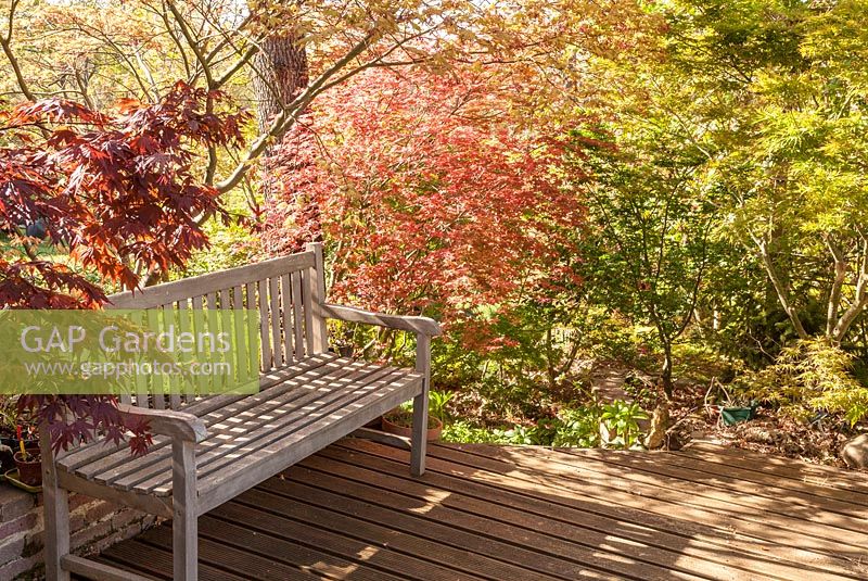 Garden bench with Acer amoenum 'Hi No Tsukasa' 