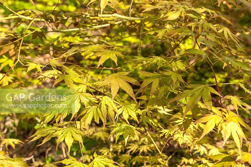 Acer palmatum 'Reticulatum Como' - Japanese maple 
