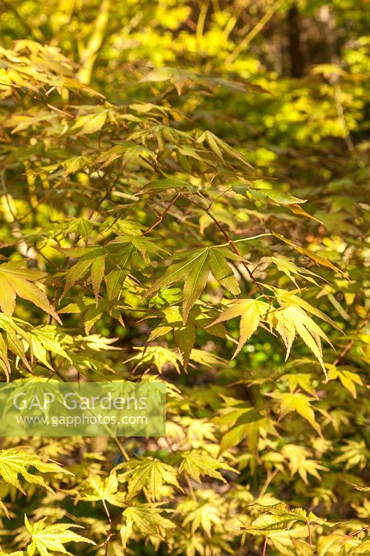 Acer palmatum 'Reticulatum Como' - Japanese maple