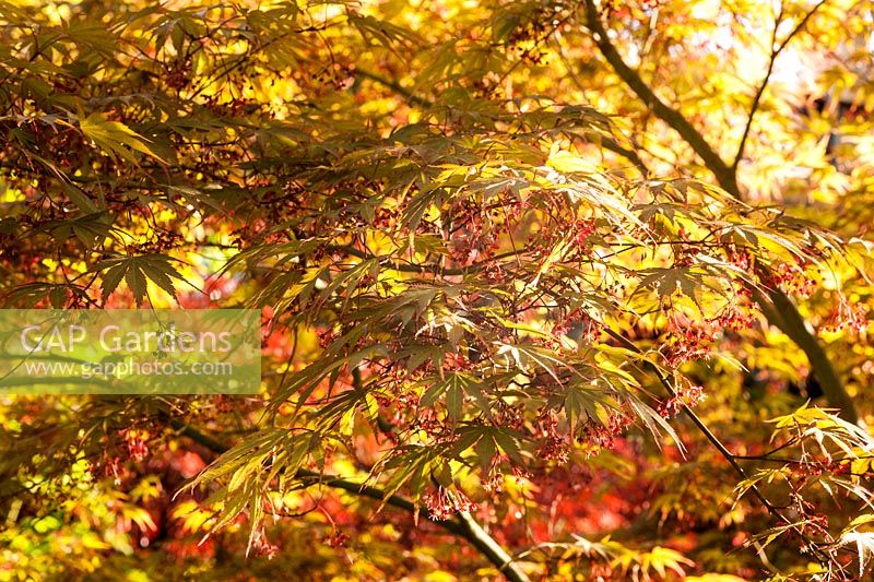 Acer palmatum 'Nicholsonii' - Japanese maple 