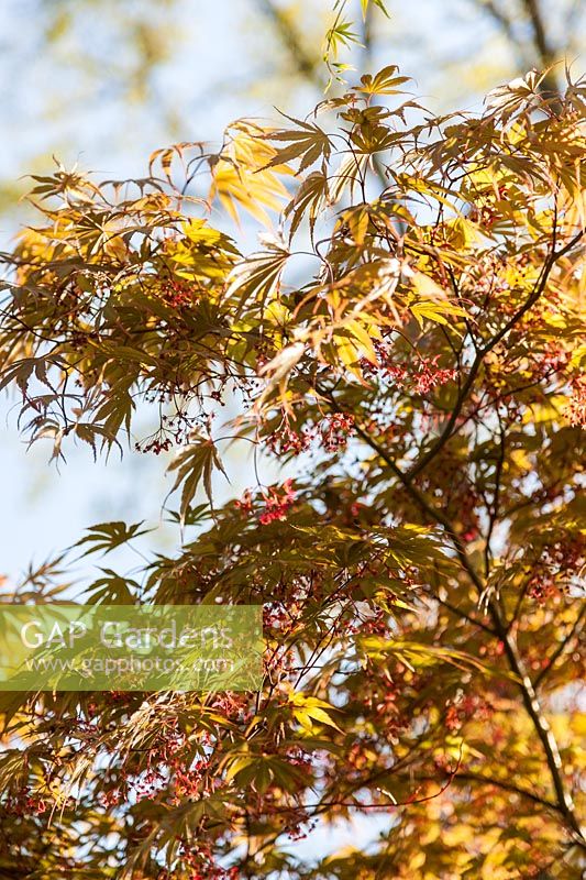 Acer palmatum 'Nicholsonii' - Japanese maple