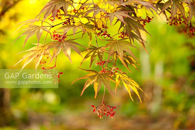 Acer palmatum 'Kinran' - Japanese maple.