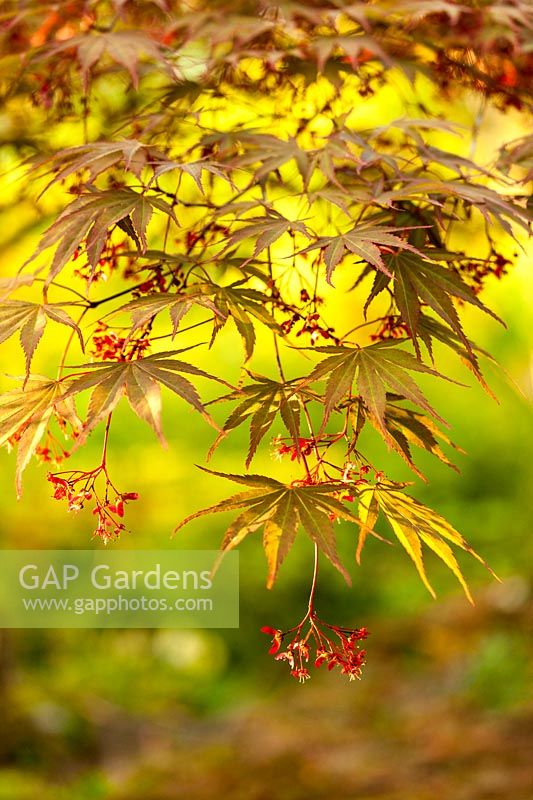 Acer palmatum 'Kinran' - Japanese maple