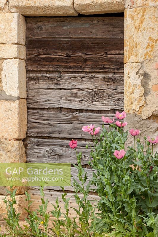 Old, worn timber door with self-sown Papaver somniferum - Opium poppy,  France