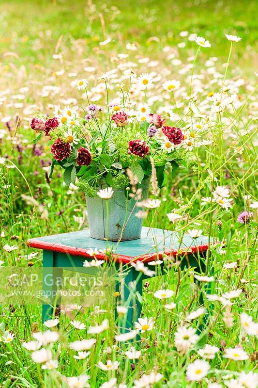 Chair and zinc vase with harlequin roses, Leucanthemum and Bupleurum in wildflower meadow, France