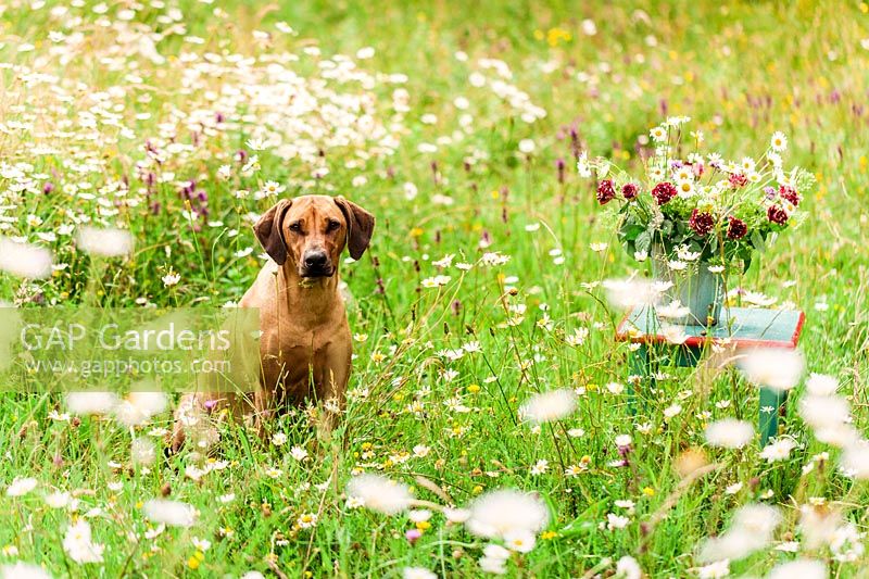 Dog and vase of harlequin roses, Leucanthemum and Bupleurum in wildflower meadow, France