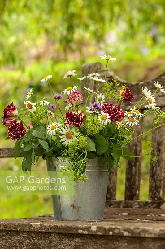Zinc vase of Leucanthemum, Bupleurum and Harlequin roses on garden bench