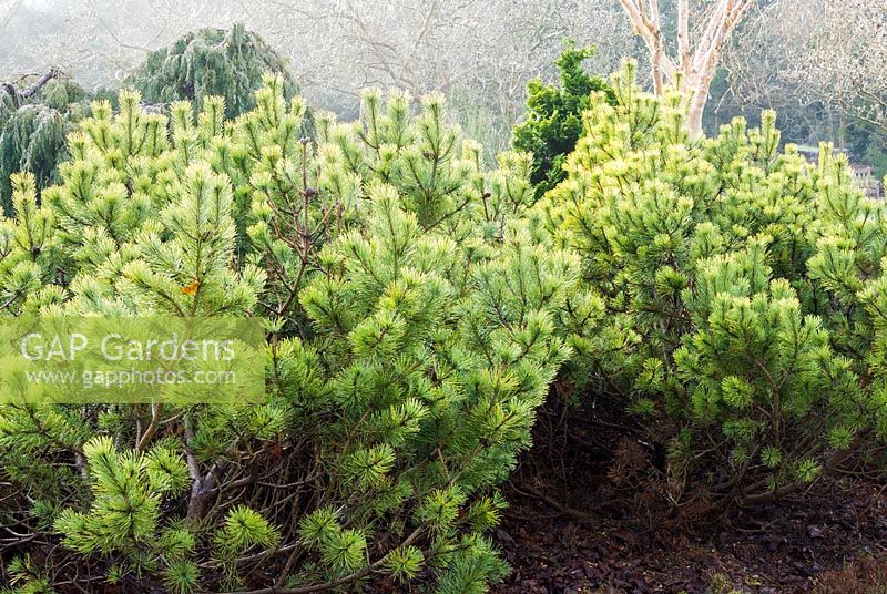 Pinus mugo 'Ophir' - Dwarf mountain pine 'Ophir'