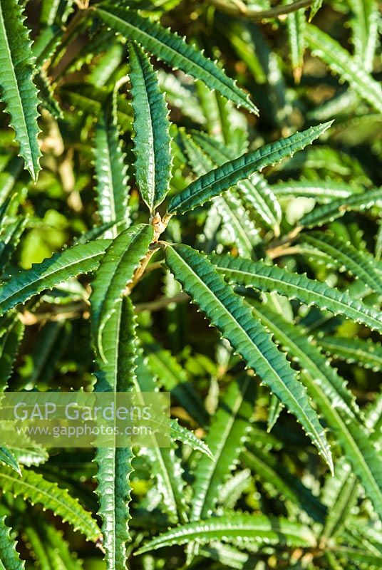 Olearia x mollis 'Zennorensis' - daisy bush 'Zennorensis