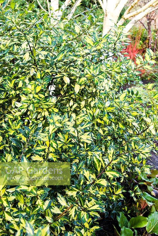 Ilex aquifolium 'Myrtifolia Aurea Maculata' - holly 'Myrtifolia Aurea Maculata'