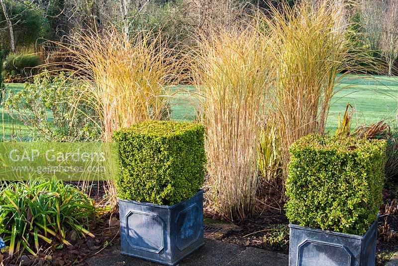 Cubes of clipped Buxus in square containers with upright forms of Miscanthus sinensis 'Morning Light',   RHS Garden Rosemoor, Devon, UK. 