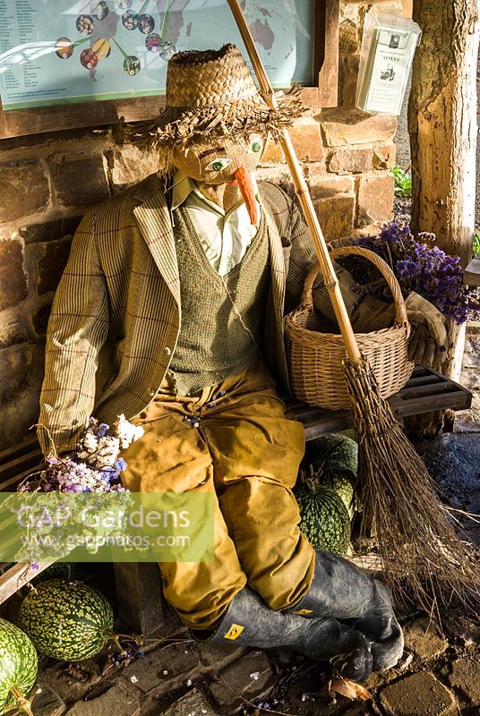 Redundant scarecrow resting in the summerhouse surrounded by gourds and pumpkins and onions drying. RHS Garden Rosemoor, Great Torrington, Devon, UK