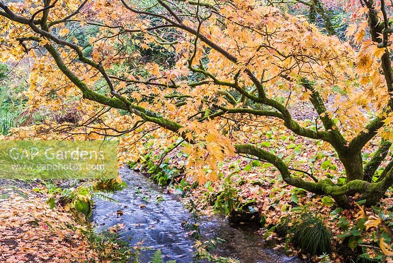 Autumnal acer growing beside stream. Minterne, Dorset, UK