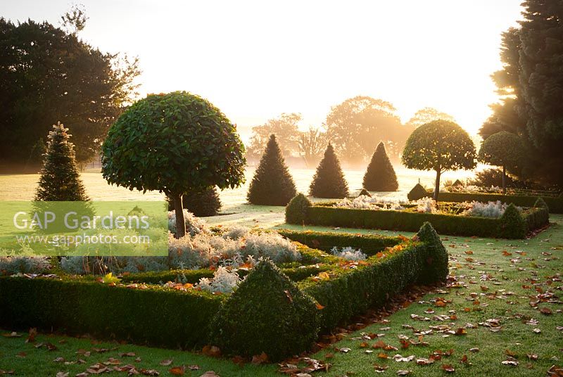 View of Buxus parterres and clipped Taxus pyramids at dawn. 