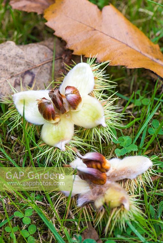 Prickly nut casing of Castanea sativa 'Glabra' 