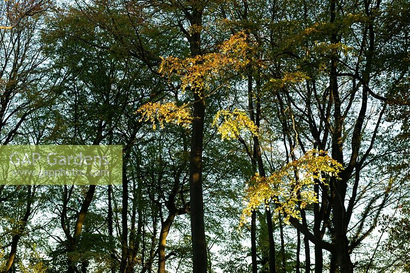 Acer saccharum subsp. nigrum - Black Maple tree leaves 