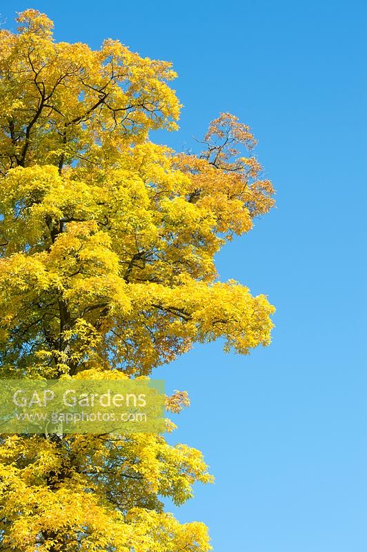 Carya cordiformis - Bitternut Hickory tree, Westonbirt Arboretum 