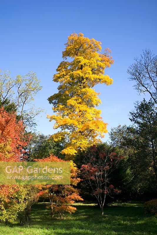 Carya cordiformis - bitternut, Westonbirt Arboretum.