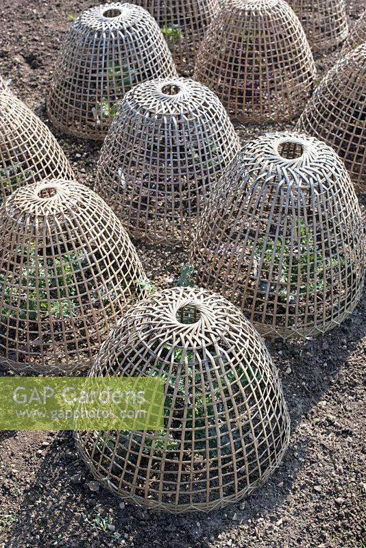 Weaved bamboo cloches protecting green leaf vegetables in a garden.