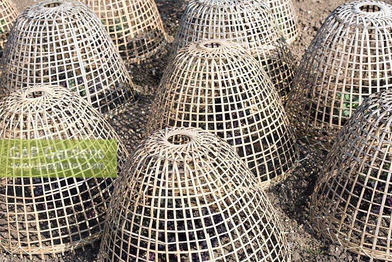 Weaved bamboo cloche protecting green leaf vegetables in a garden.