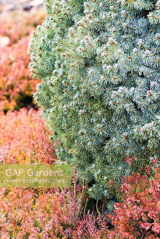 Picea glauca Alberta Blue - 'Haal' with Erica carnea 'Ann Sparkes' 
