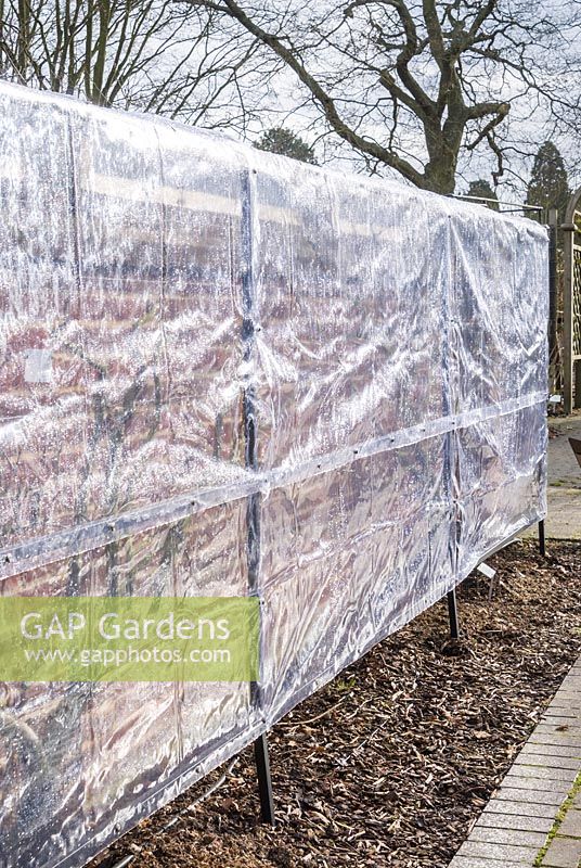Plastic screen to protect wall trained Prunus armeniaca - Apricot 'Delicot Flavorcot' - from late frosts. RHS Garden Wisley, Surrey, UK.
